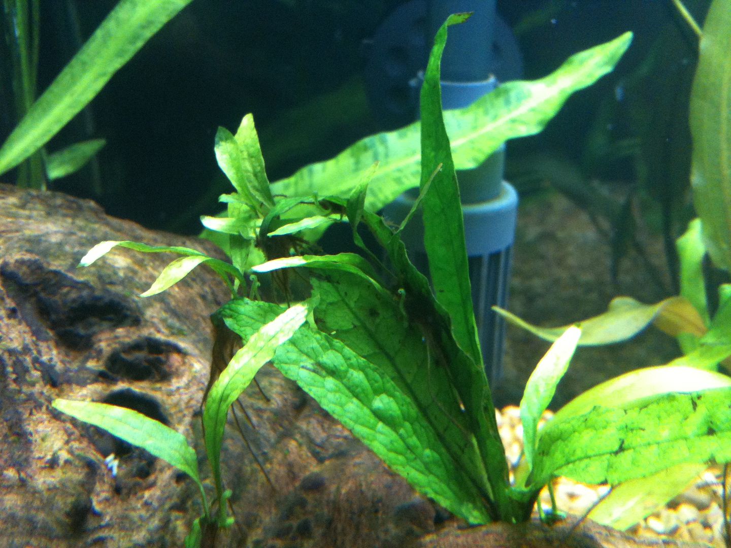 How to divide a java fern Aquarium Forum